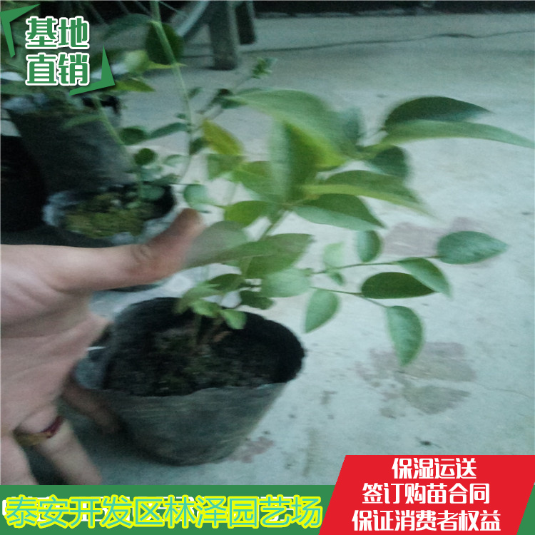 溫莎藍(lán)莓苗栽植注意事項(xiàng)、溫莎藍(lán)莓苗品種介紹