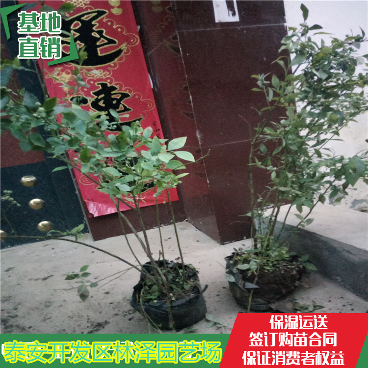 溫莎藍(lán)莓苗買苗必看、溫莎藍(lán)莓苗品種介紹