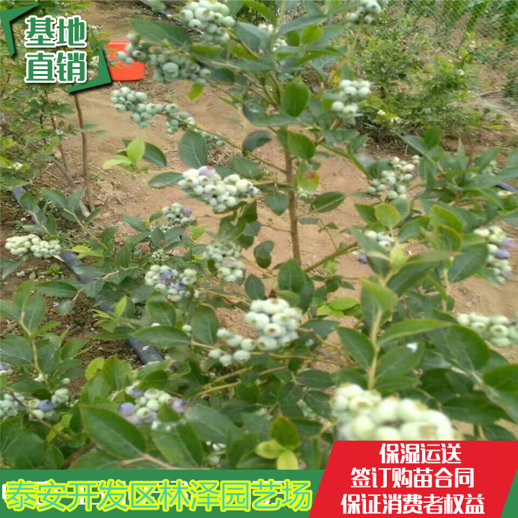 溫莎藍莓苗栽植注意事項、溫莎藍莓苗畝產(chǎn)3000斤