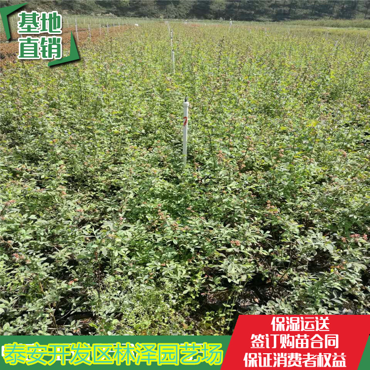 溫莎藍莓苗栽植注意事項、溫莎藍莓苗畝產(chǎn)3000斤