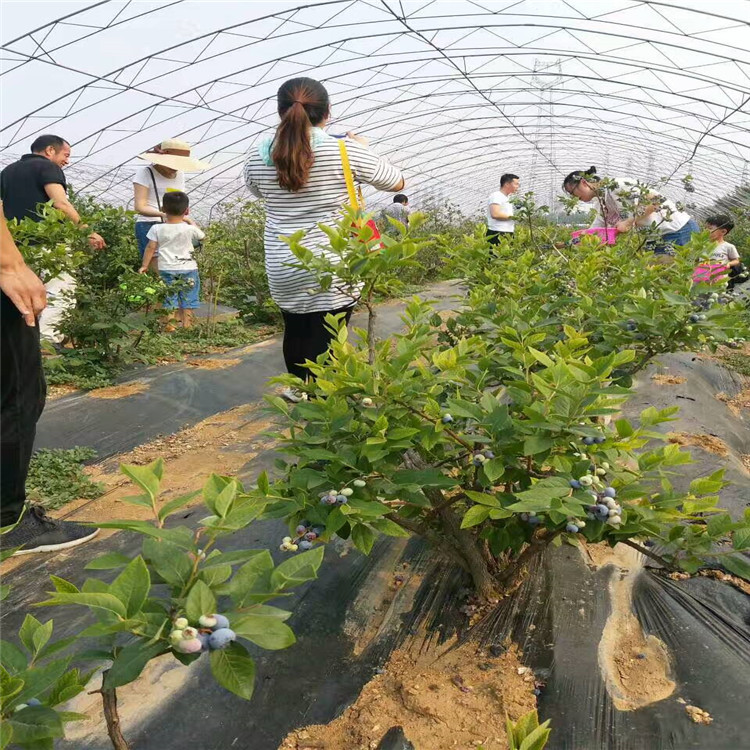 温莎蓝莓苗栽植注意事项、温莎蓝莓苗秋天价格