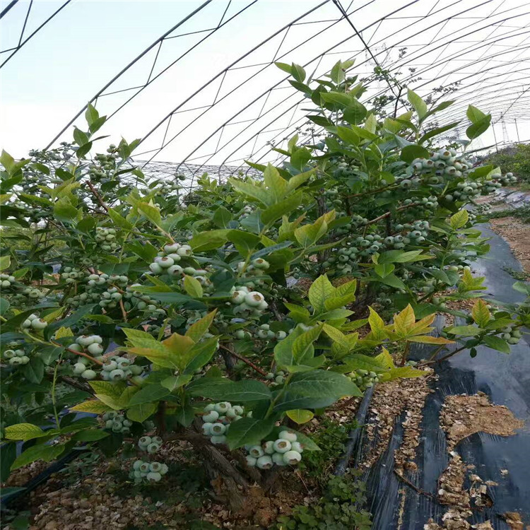 溫莎藍莓苗栽植注意事項、溫莎藍莓苗畝產(chǎn)3000斤