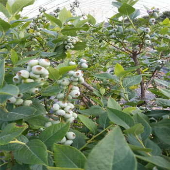 温莎蓝莓苗栽植注意事项、温莎蓝莓苗秋天价格