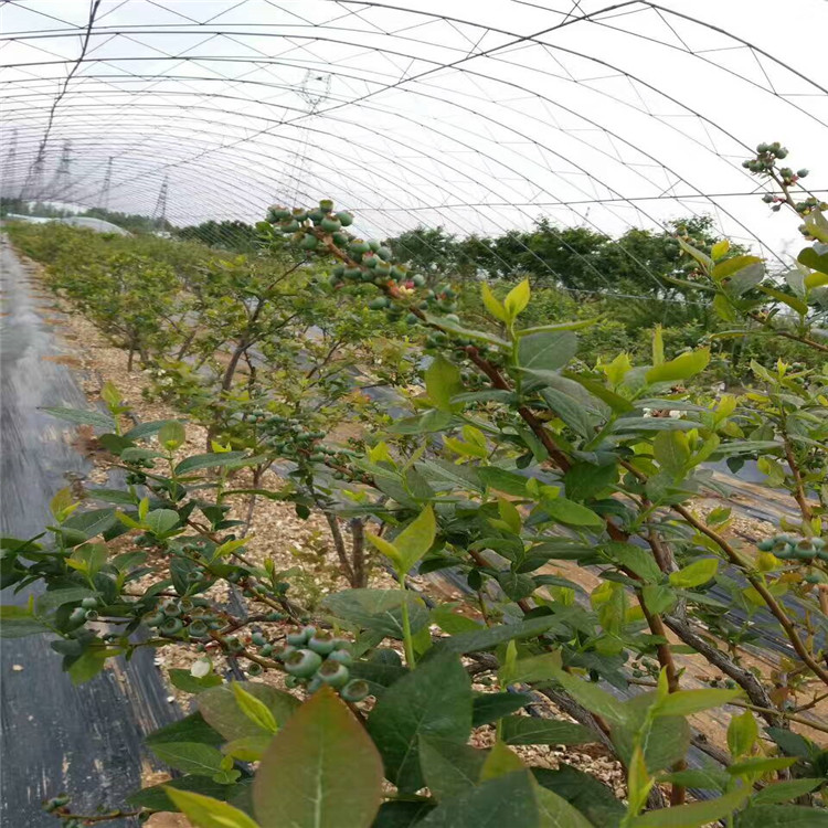溫莎藍莓苗栽植注意事項、溫莎藍莓苗畝產(chǎn)3000斤