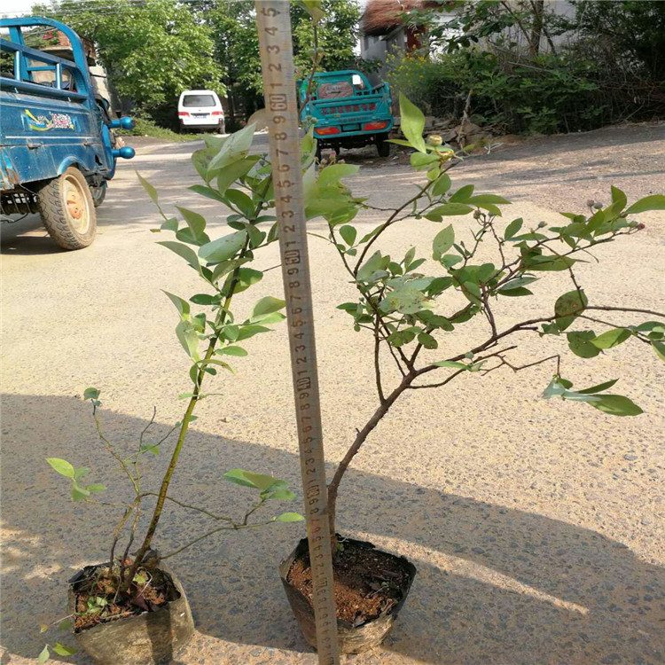 溫莎藍(lán)莓苗栽植注意事項(xiàng)、溫莎藍(lán)莓苗市場行情