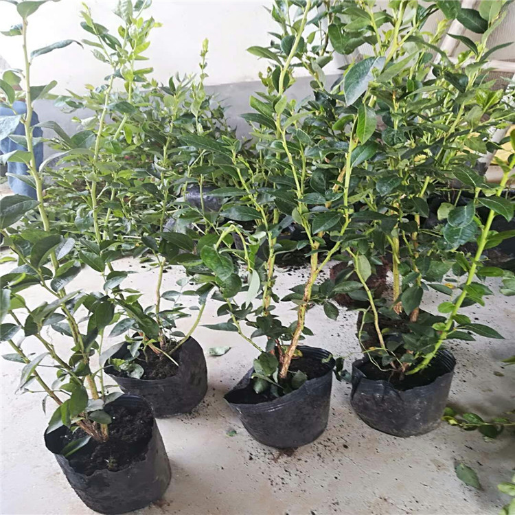 溫莎藍(lán)莓苗買苗必看、溫莎藍(lán)莓苗品種介紹