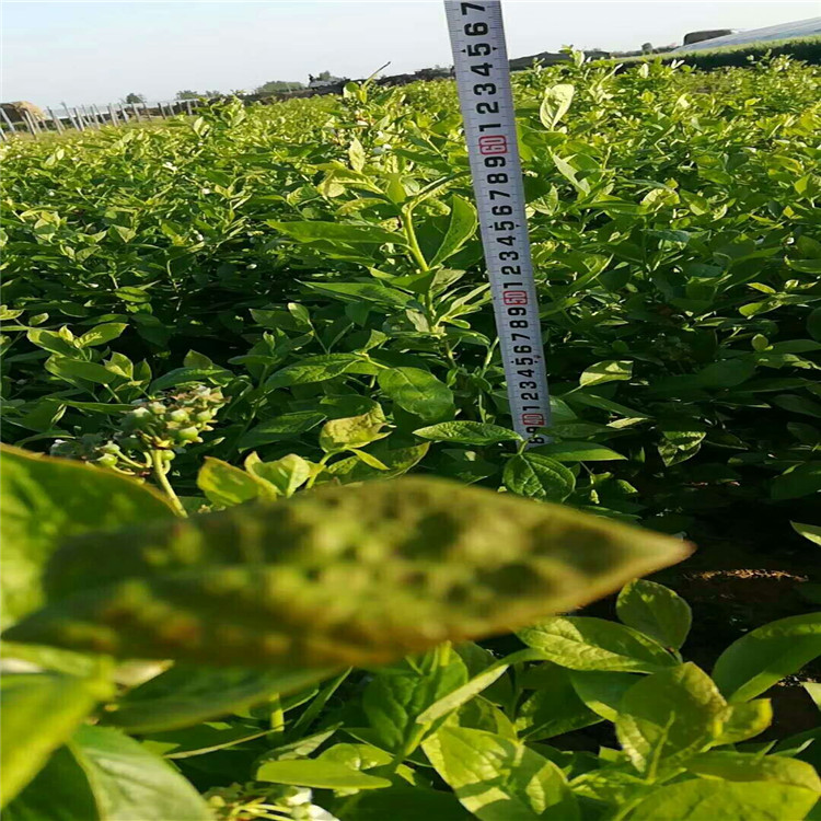 溫莎藍莓苗栽植注意事項、溫莎藍莓苗每日價格