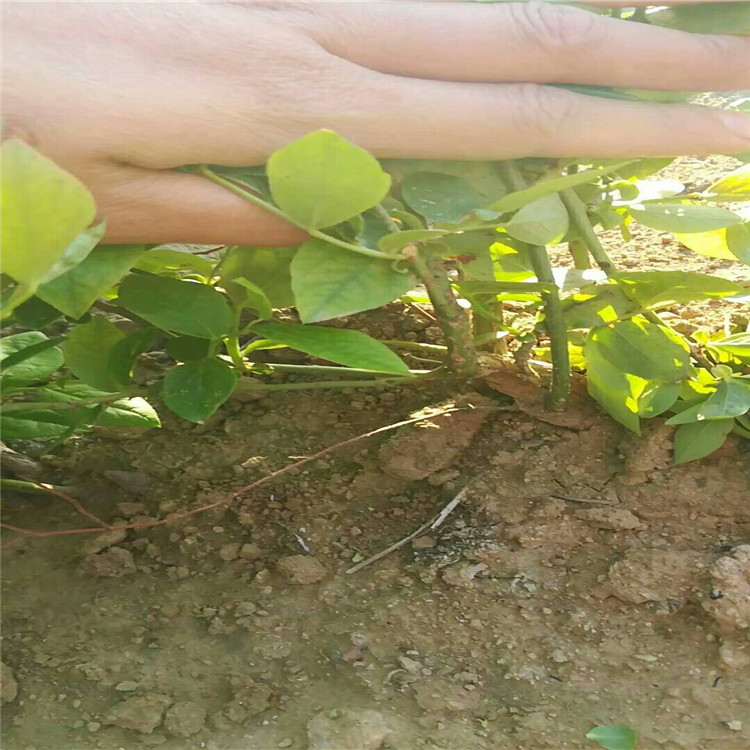 溫莎藍(lán)莓苗買(mǎi)苗必看、溫莎藍(lán)莓苗越冬管理