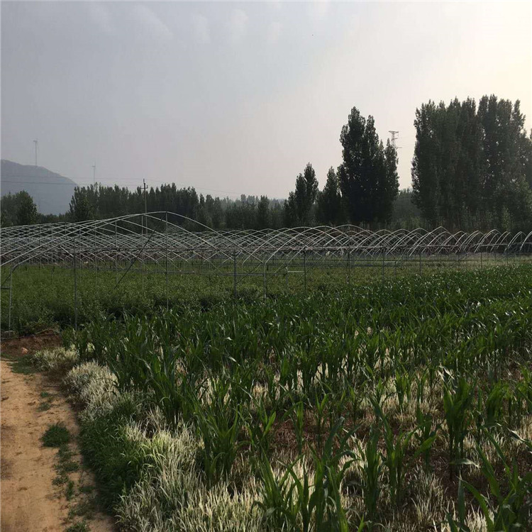 溫莎藍(lán)莓苗栽植注意事項(xiàng)、溫莎藍(lán)莓苗注意事項(xiàng)