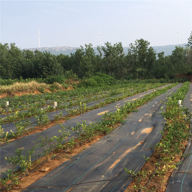 蓝金蓝莓苗 蓝金蓝莓苗批发基地