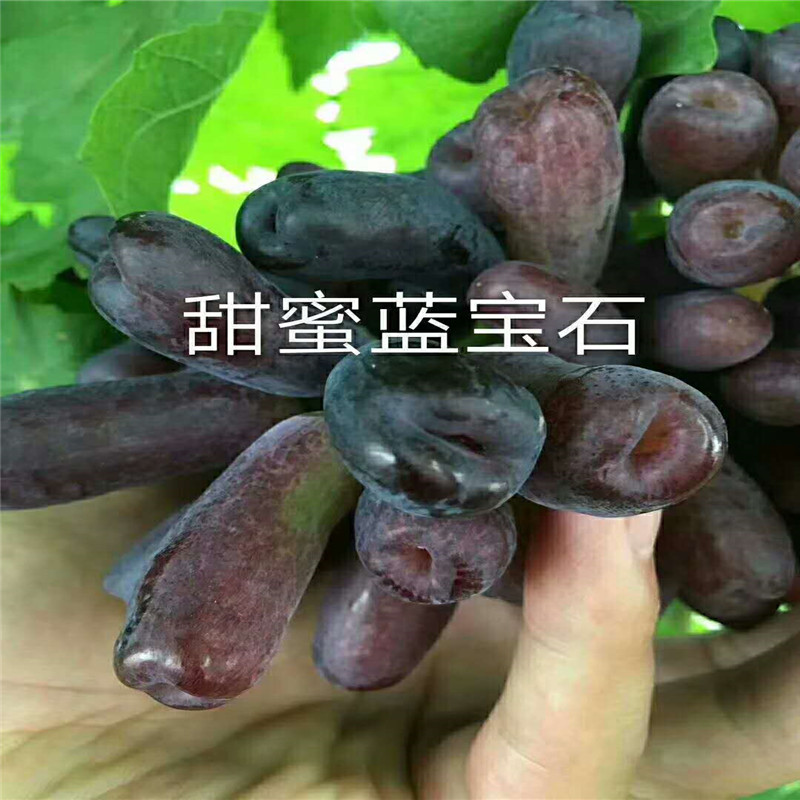 甜蜜蓝宝石葡萄苗价格甜蜜蓝宝石葡萄苗供应基地