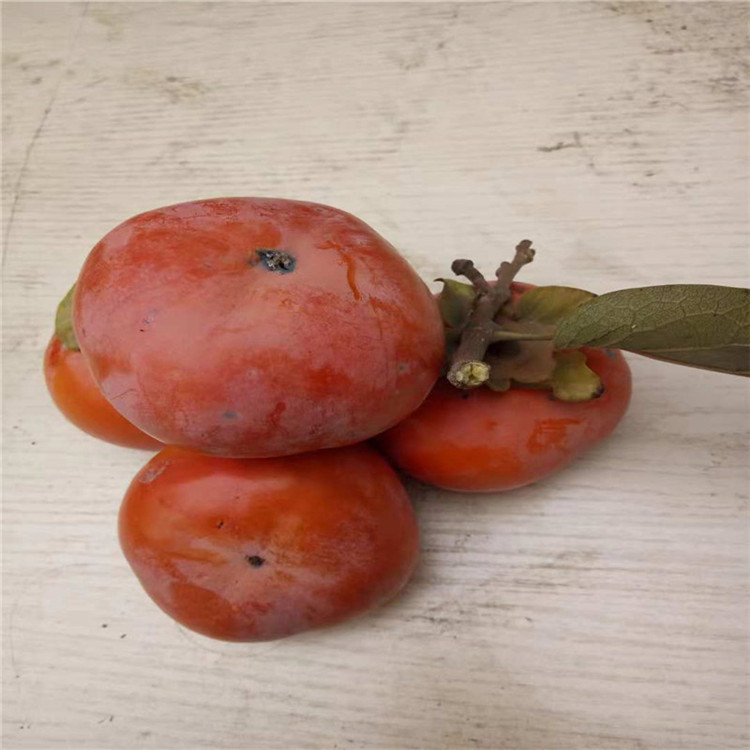 论述：2公分大果脆柿子苗基地、大果脆柿子苗管理技术