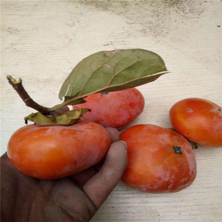 讲述大秋甜脆柿子苗品种简介