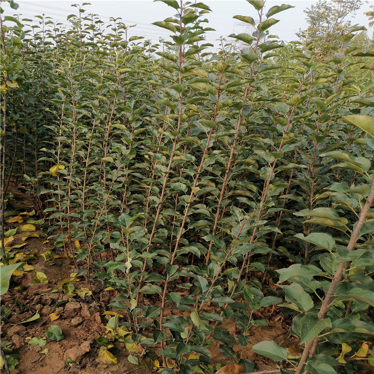 广东鲁丽苹果苗、鲁丽苹果苗栽培技术