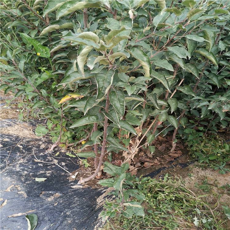 湖南鲁丽苹果苗、鲁丽苹果苗批发价格