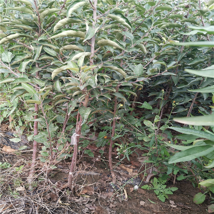 宁夏鲁丽苹果苗、鲁丽苹果苗这里有种植