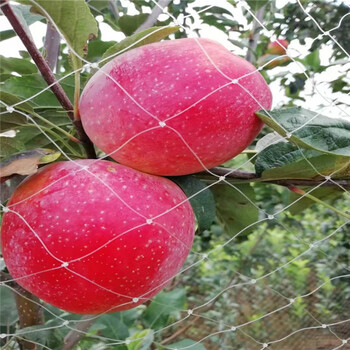 辽宁鲁丽苹果苗、鲁丽苹果苗亩产量