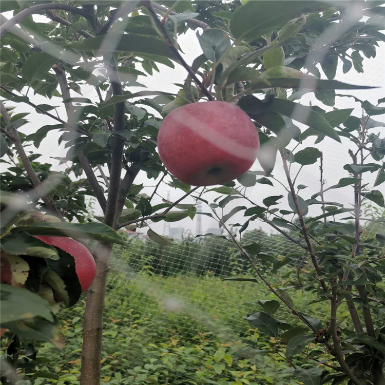 江苏鲁丽苹果苗、鲁丽苹果苗保湿发货