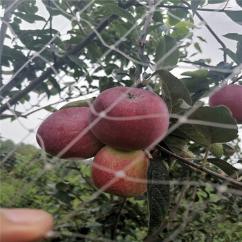 四川鲁丽苹果苗、鲁丽苹果苗亩产3000斤