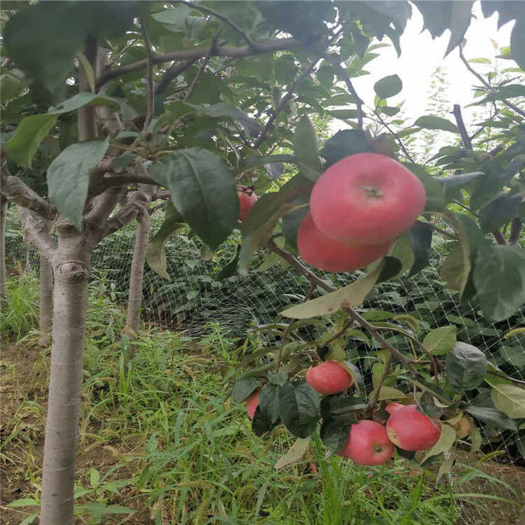 四川鲁丽苹果苗、鲁丽苹果苗亩产3000斤