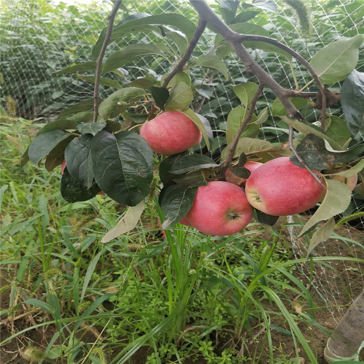 陕西鲁丽苹果苗、鲁丽苹果苗每日价格