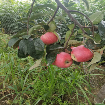 上海鲁丽苹果苗、鲁丽苹果苗春季价格