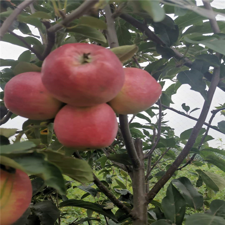 江苏鲁丽苹果苗、鲁丽苹果苗基地