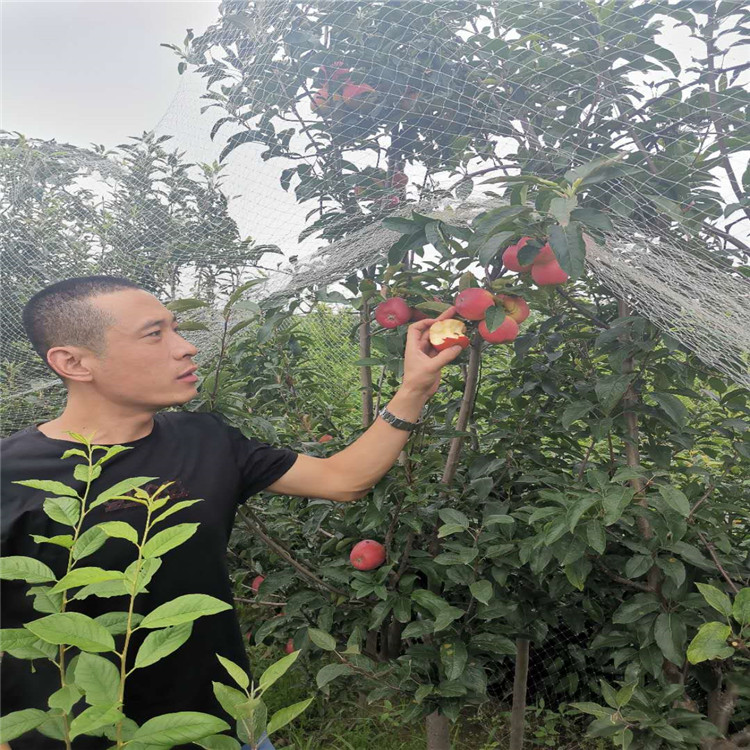 甘肃鲁丽苹果苗、鲁丽苹果苗价格一览表