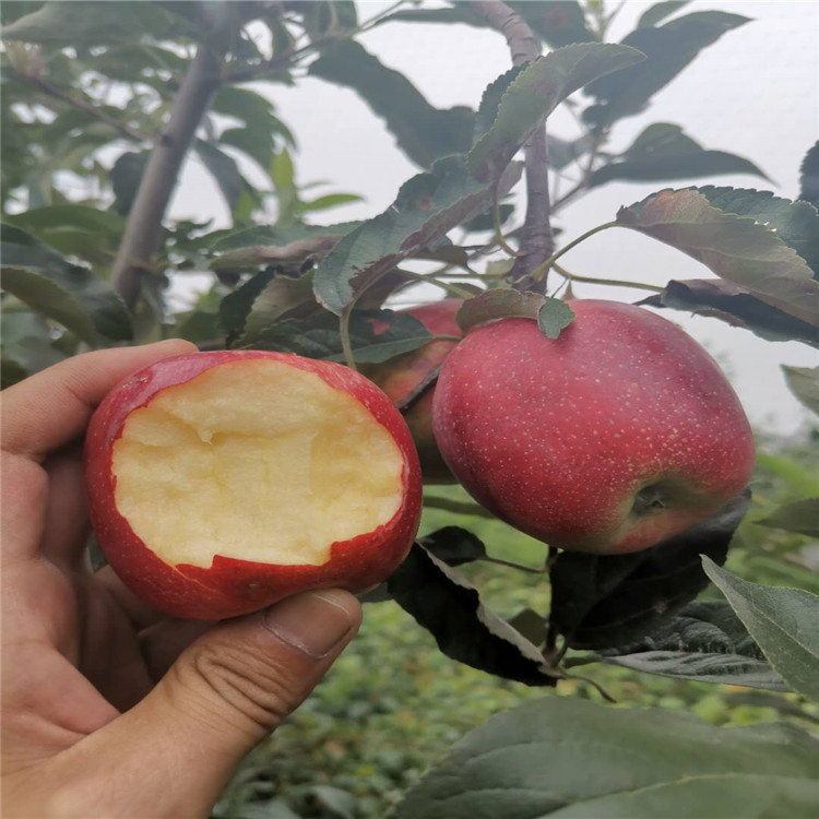 宁夏鲁丽苹果苗、鲁丽苹果苗价格