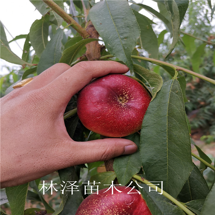 风味皇后油蟠桃适应性强 风味皇后油蟠桃亩产3000斤