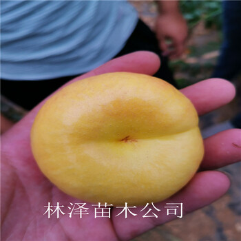 風味皇后油蟠桃畝產量高風味皇后油蟠桃品種介紹
