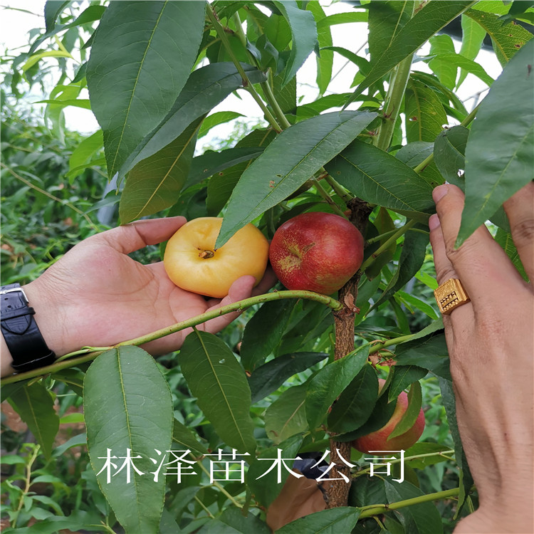 风味皇后油蟠桃 风味皇后油蟠桃这家质量好