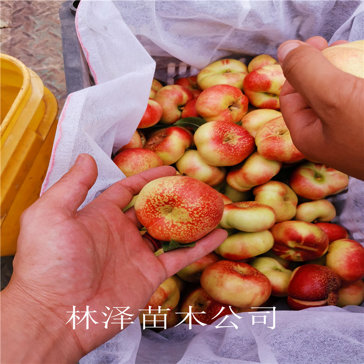 风味皇后油蟠桃品种 风味皇后油蟠桃农户价格