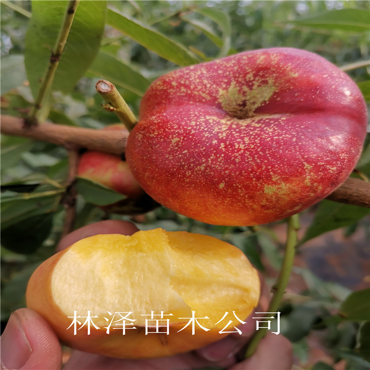 风味皇后油蟠桃加冰空运 风味皇后油蟠桃种植管理