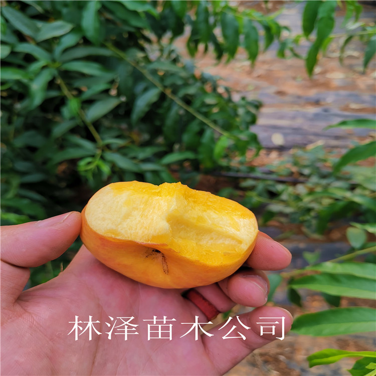 风味皇后油蟠桃 风味皇后油蟠桃价格公示