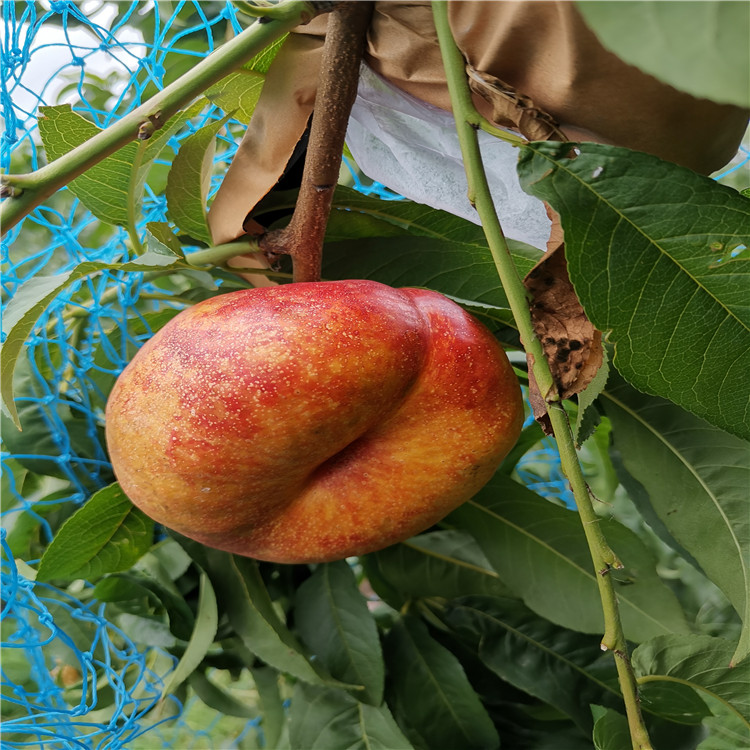 风味皇后油蟠桃加冰空运 风味皇后油蟠桃种植管理