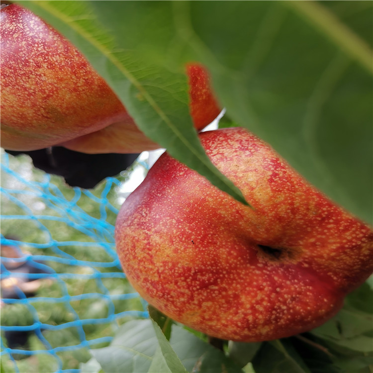 风味皇后油蟠桃加冰空运 风味皇后油蟠桃种植管理