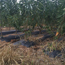 巴中恩阳区1公分红灯樱桃苗哪里便宜图片