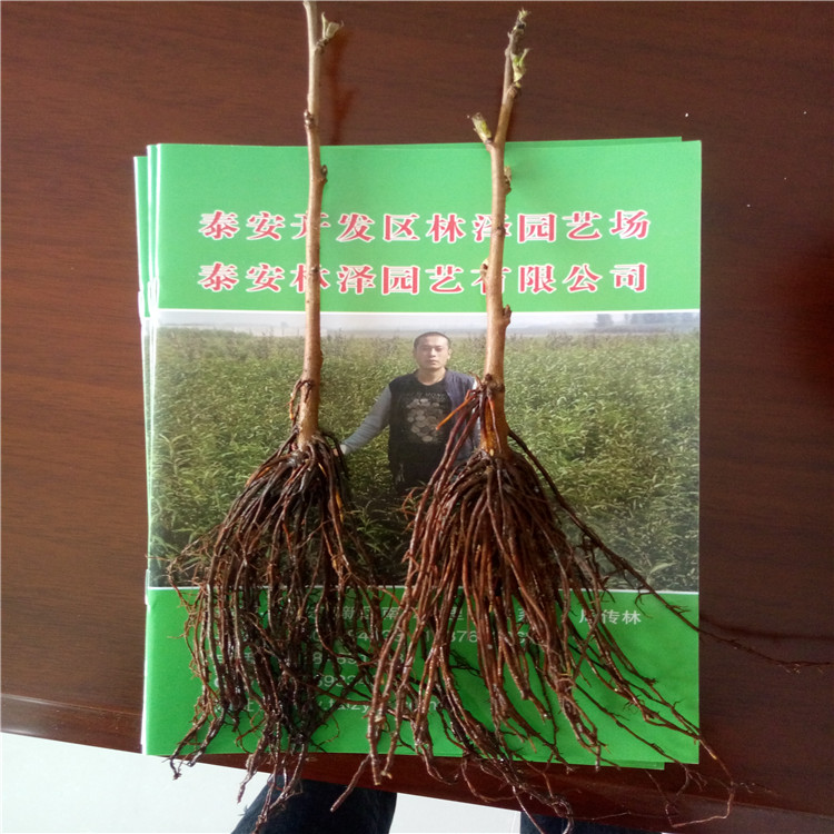 固原吉塞拉12號砧木苗價(jià)格