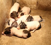 四川泸州香猪出售年猪巴马香猪