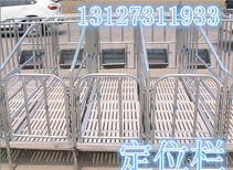 母猪定位栏母猪保胎用河北报价尺寸规划图片1