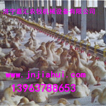 鸭用水线乡村鸭养殖简易水线设备直供