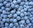 大興安嶺野生速凍藍莓