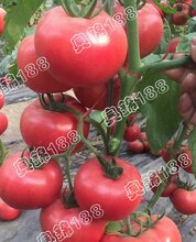 奥锦188寿光创新种子大奖网页版抗TY病毒粉果番茄种子图片