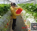费县出国劳务日本短期蔬菜包装女工图片