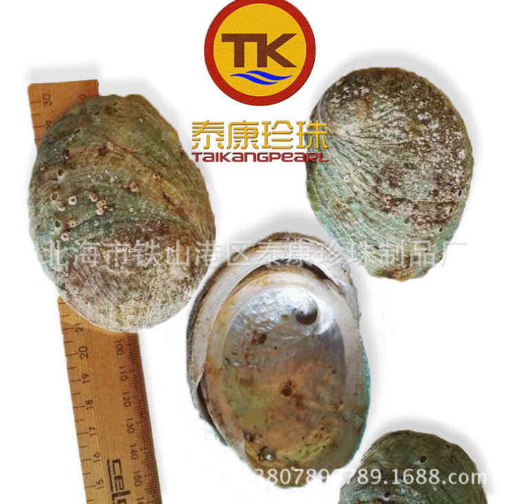 澳洲养殖青边鲍鱼壳6~10cm澳大利亚鲍鱼壳