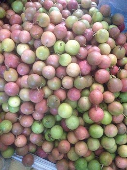 批发供应农业水果广西百香果和百香果果苗种植