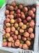 中國廣西百香果農業農產品優質水果批發