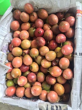 中国广西百香果农业农产品水果批发