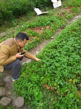 黄金果多少钱一斤广西台农百香果苗多少钱批发价格